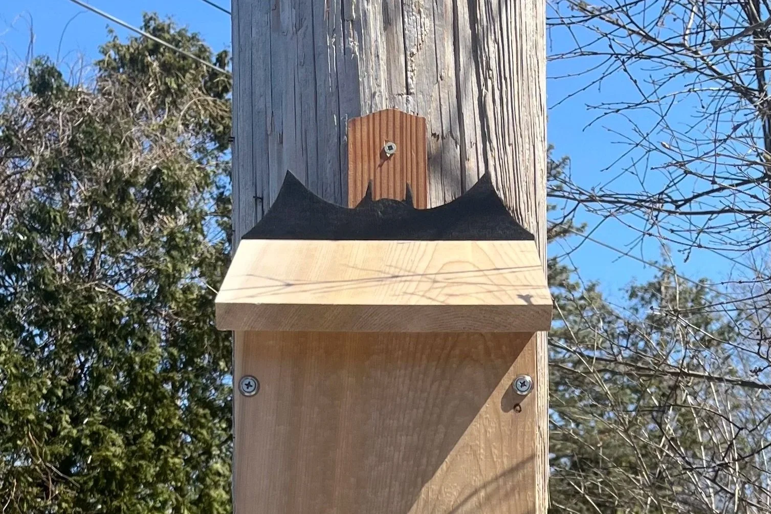 BADU (Bat Accessory Dwelling Unit)