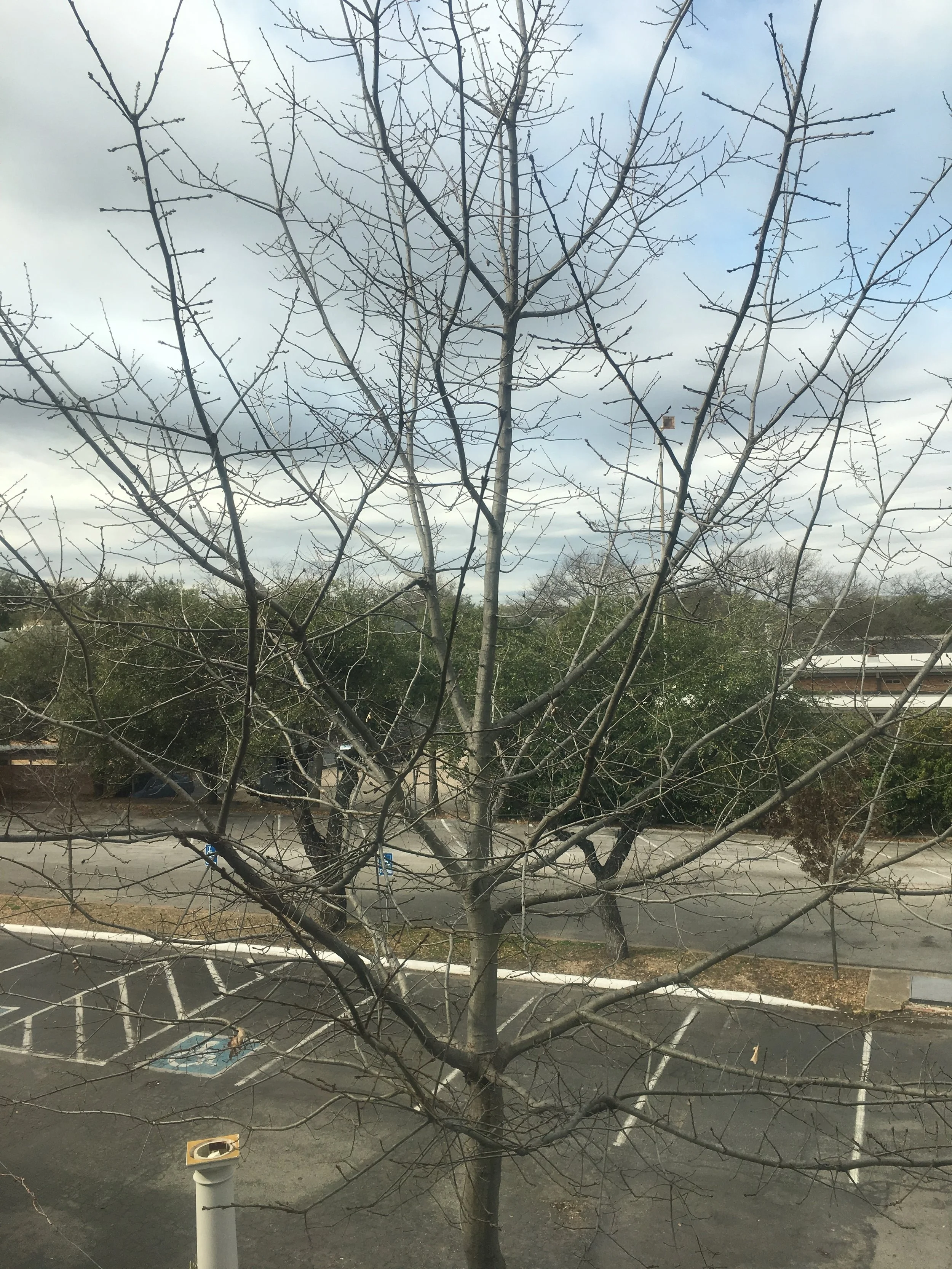 Our website is a little different every day, just like this tree, and just like your yoga practice.