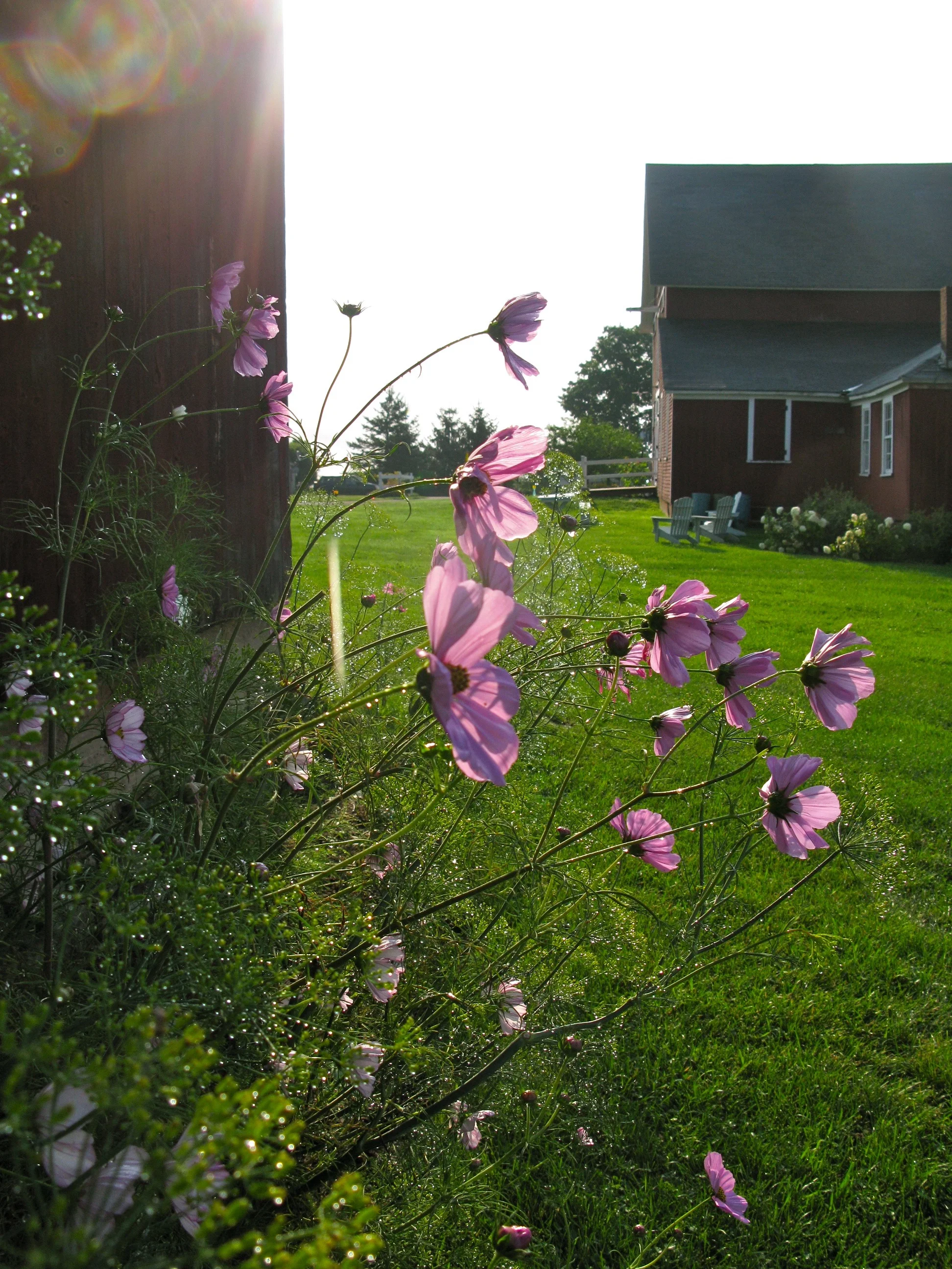 Cosmos, my favorite.jpg