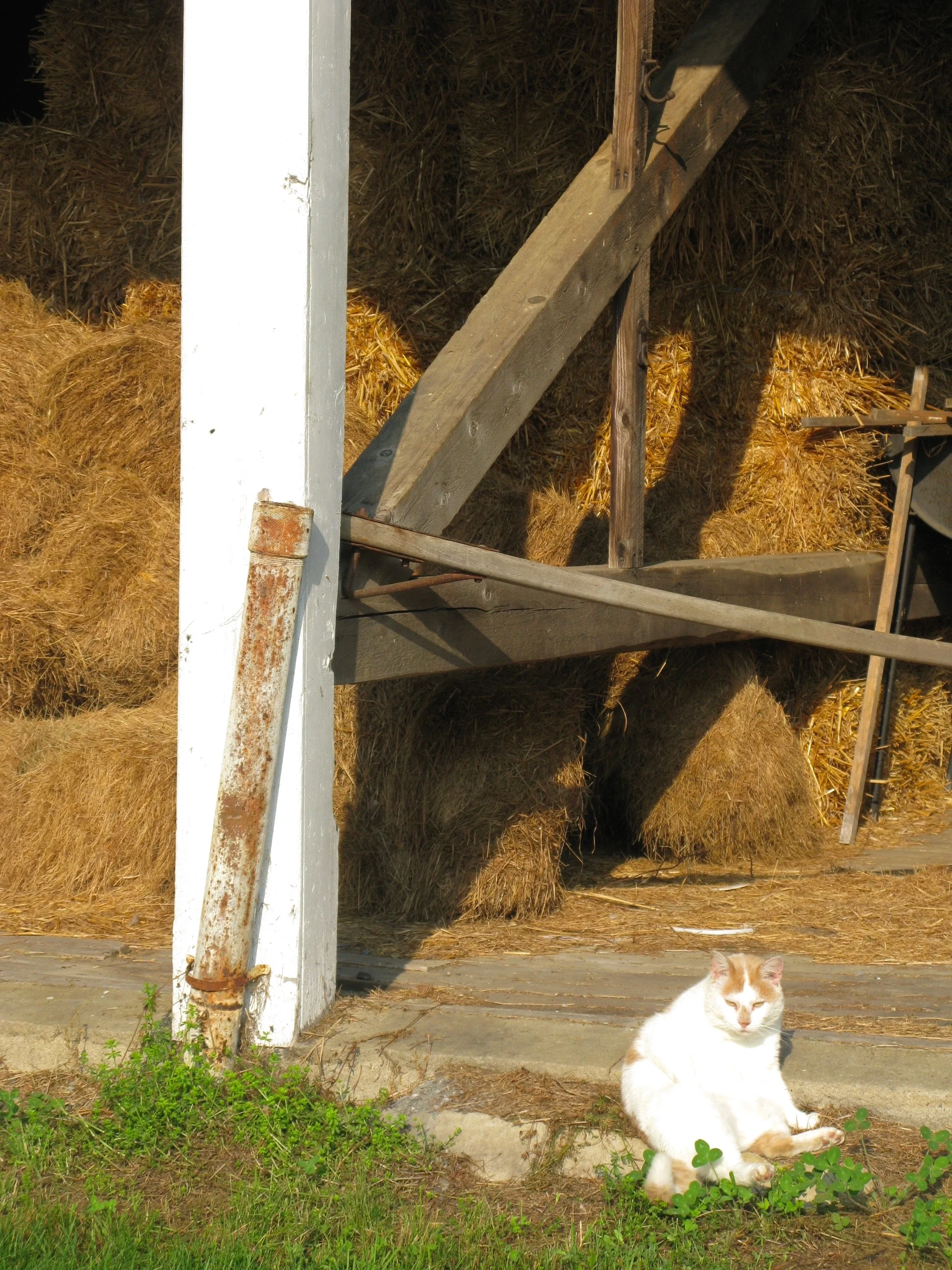 Patio, the barn cat.jpg