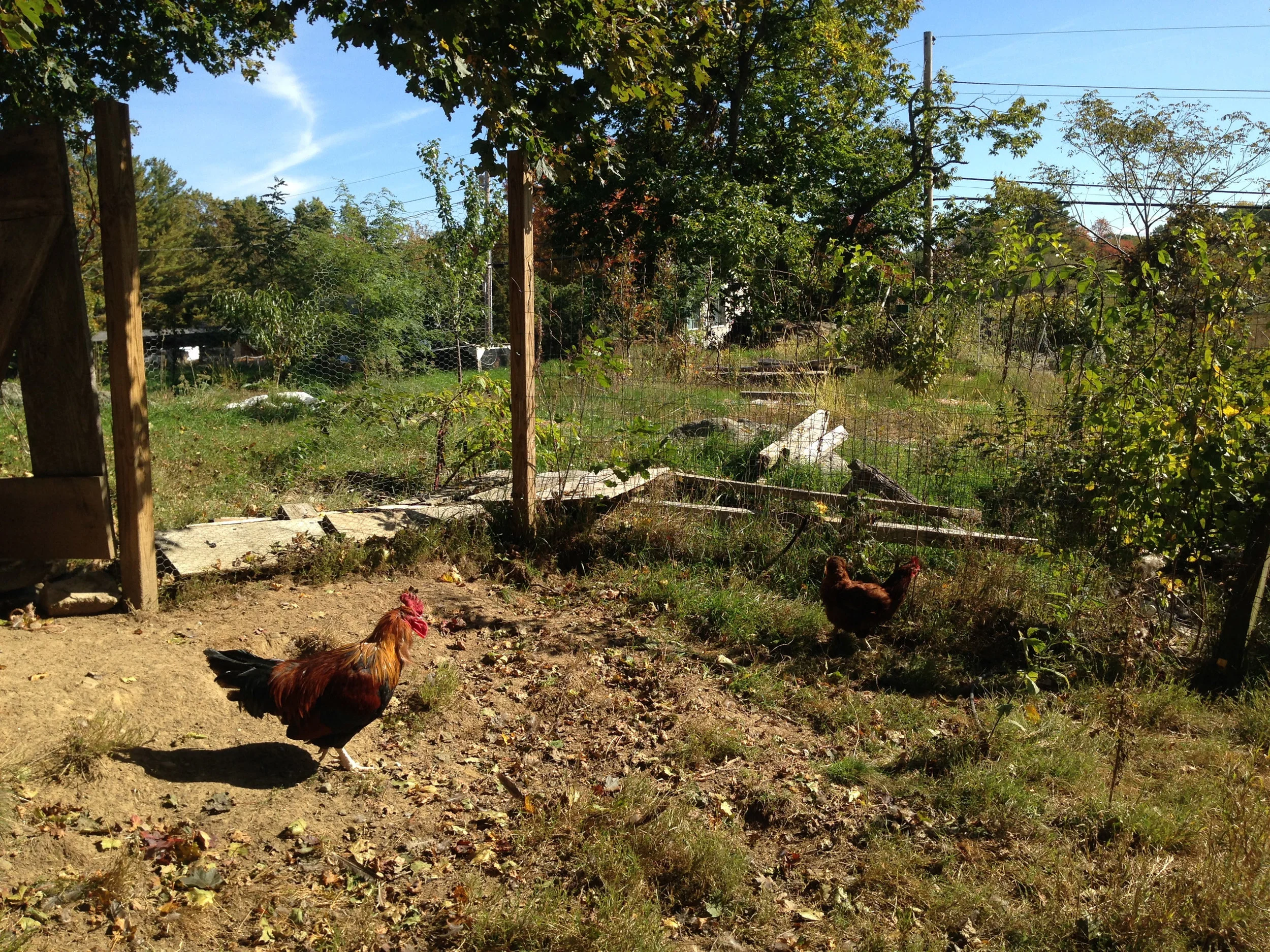 chicken.jpg