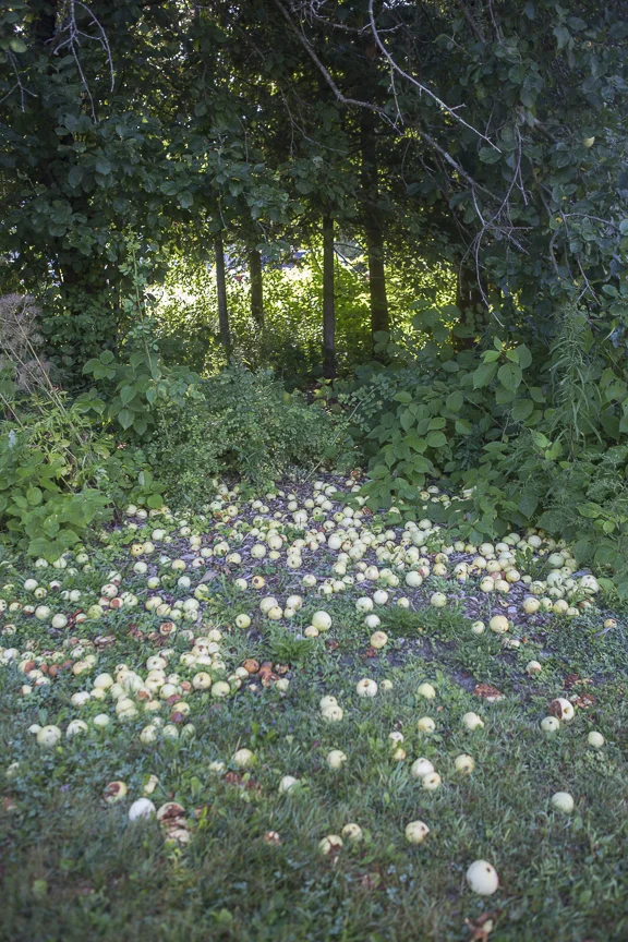 Apples.jpg