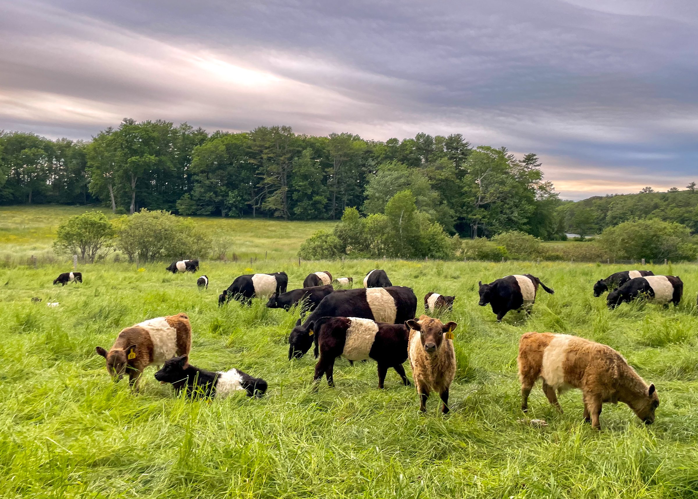 Belted Galloways, Aldermere Farm.jpg