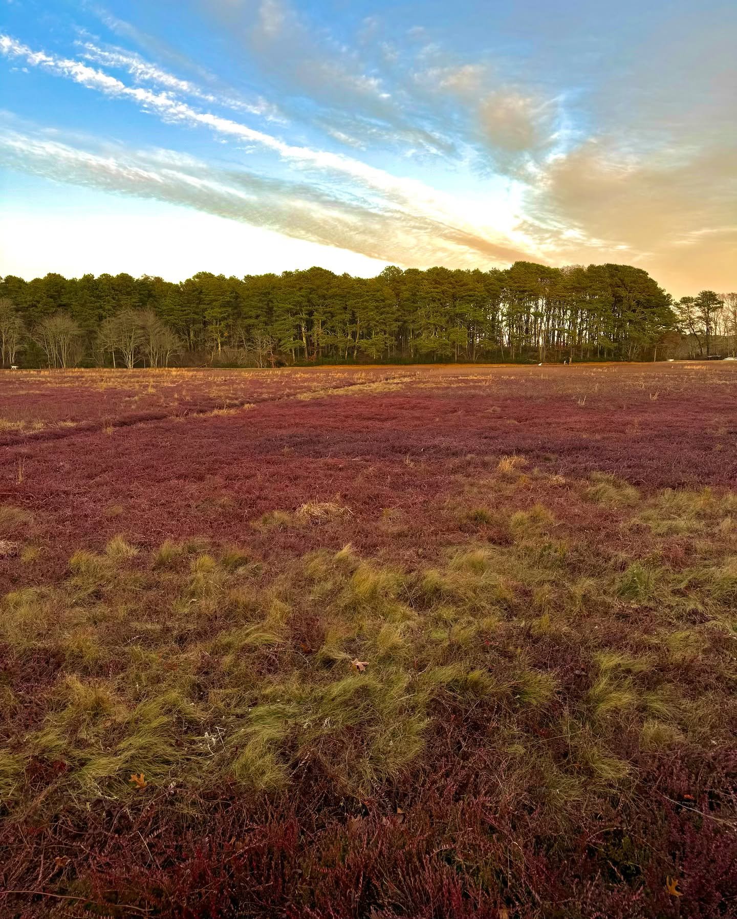 Maine has its blueberries, Cape has cranberries. ❤️