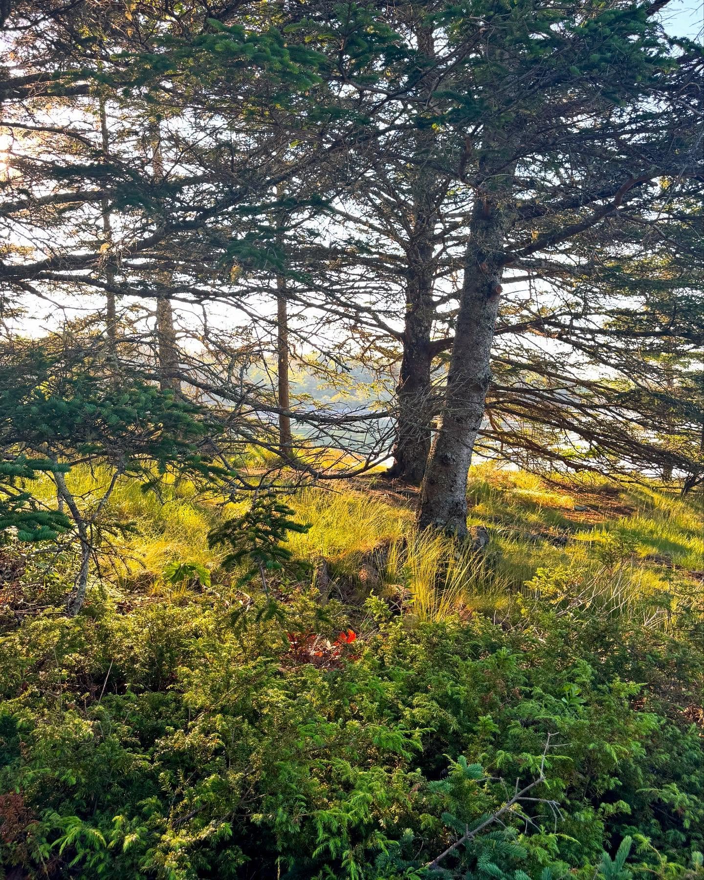 Summer in Maine is sublime. 🤗