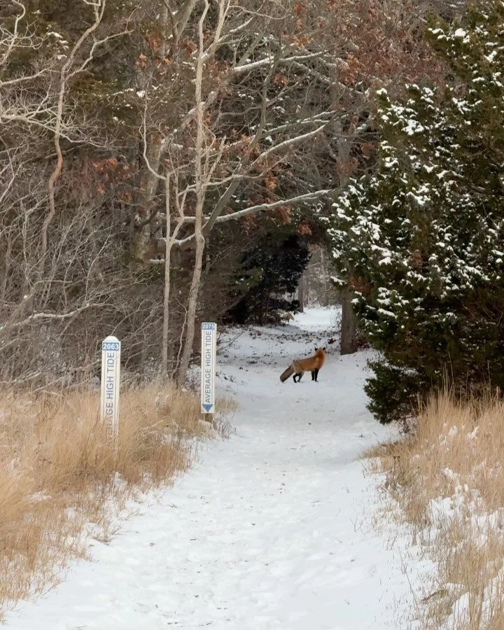 Close encounter with two foxes on my sunset stroll.  As one approached, I noticed his bad rear leg.  I hope he met back up with his buddy! 😟