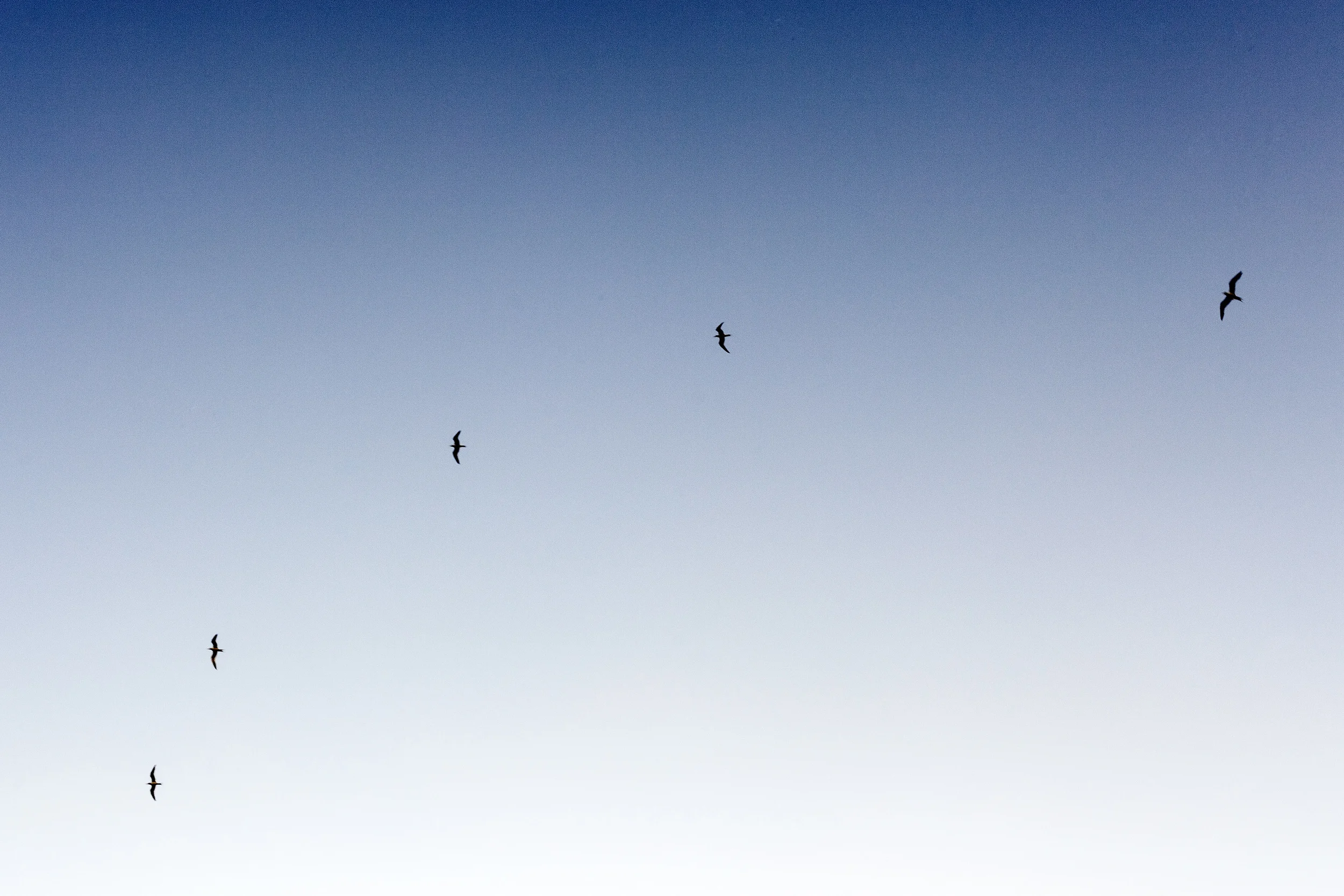Freedom...
