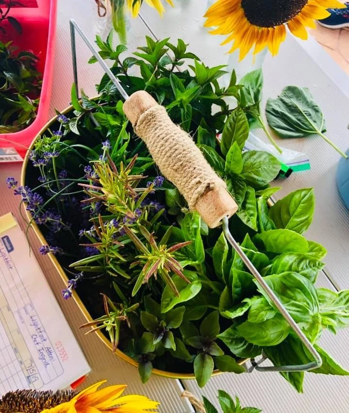Herbs (chocolate mint, rosemary, chives, basil, lavender, sage, tarragon)
