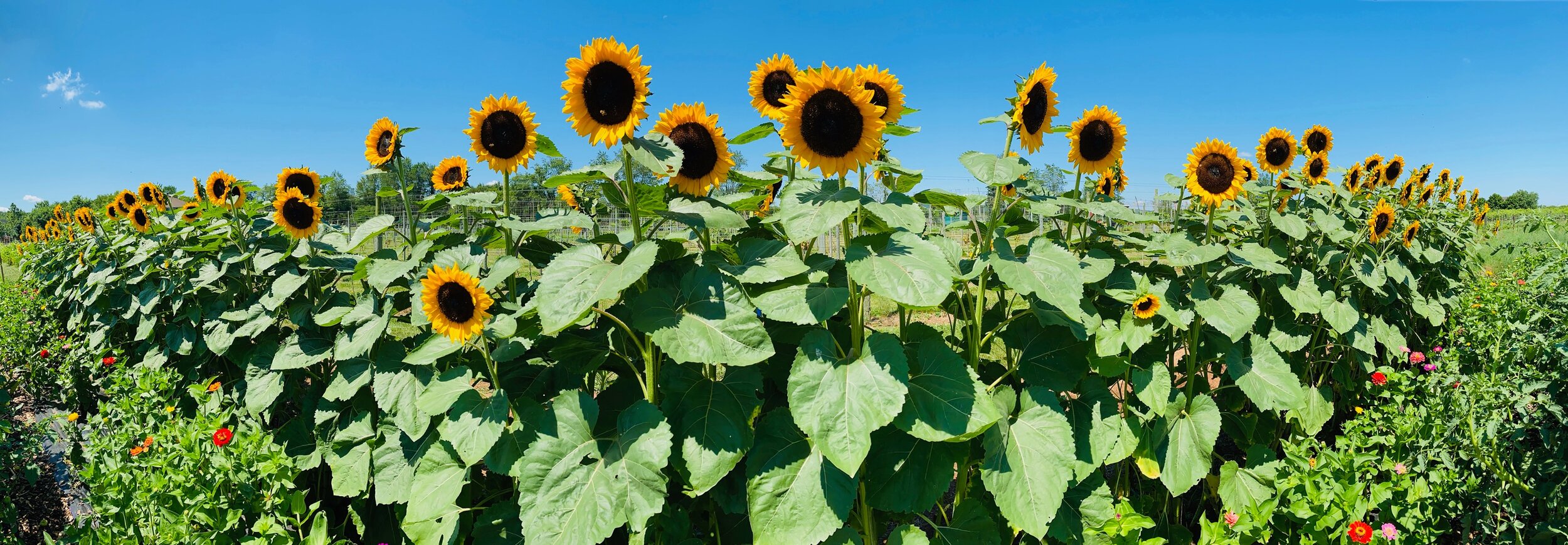 sunflower header.jpg