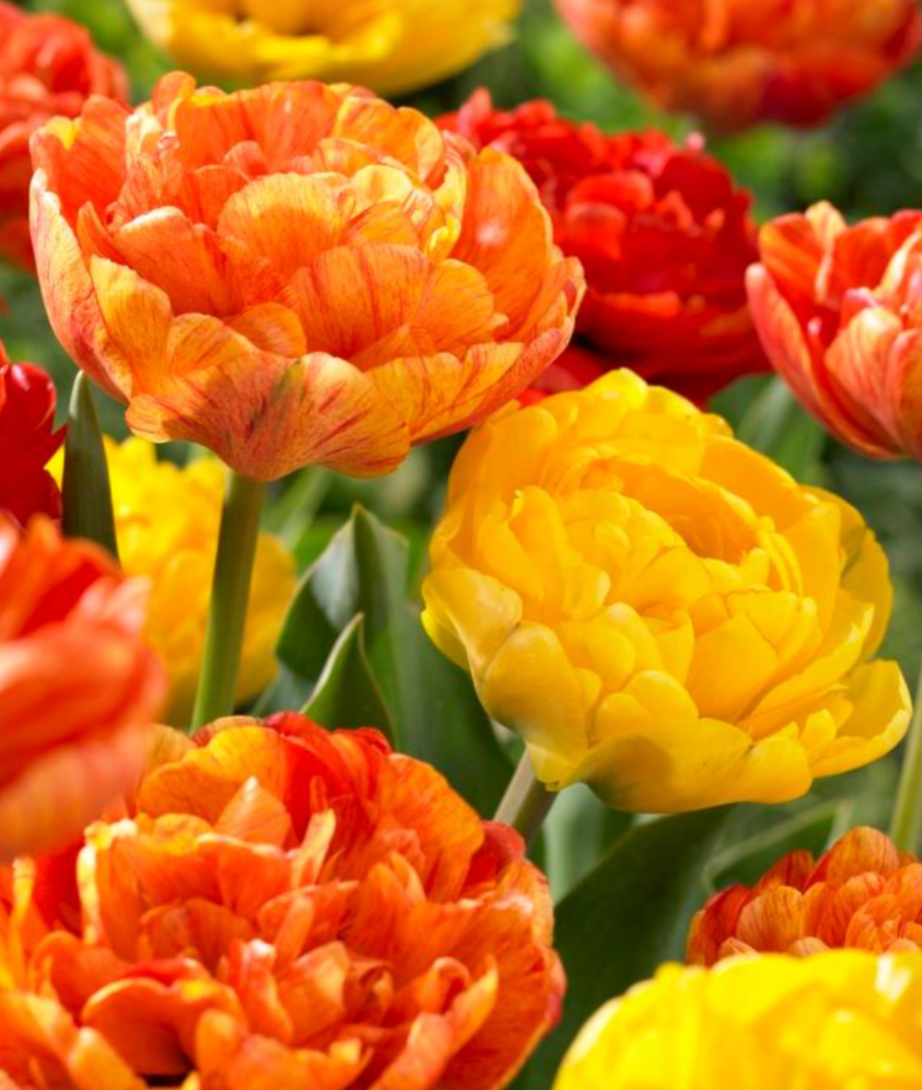 Spring Joyo Mix.png