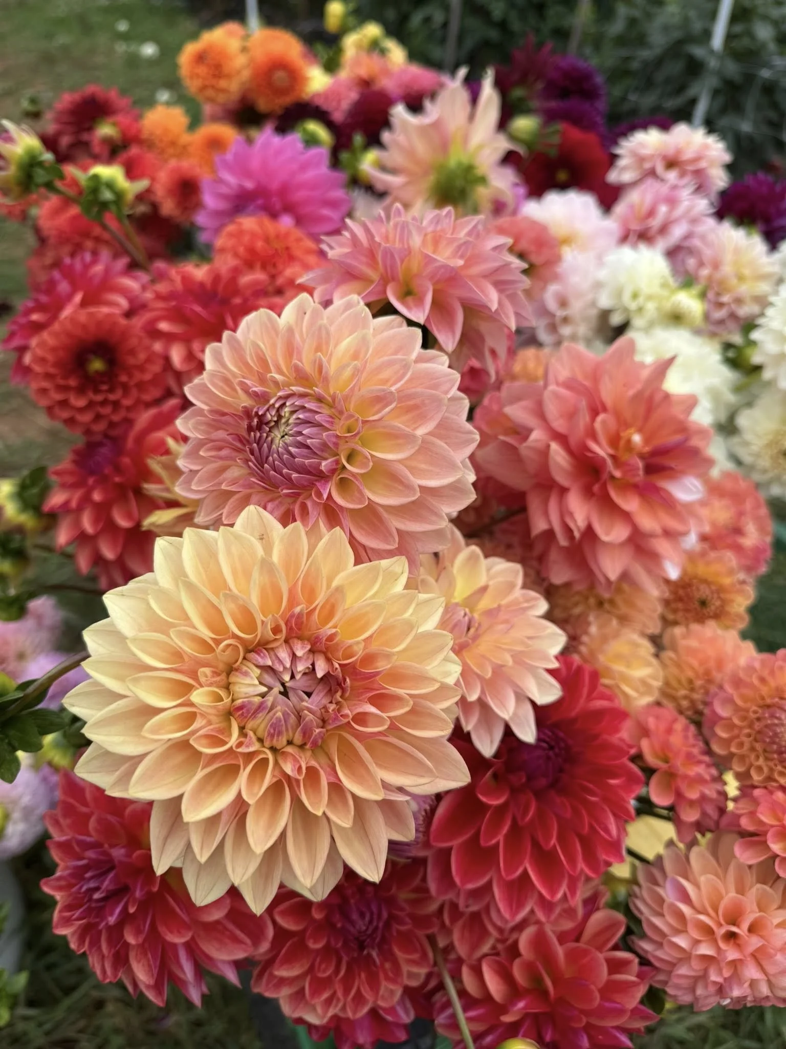 dahlias.jpg