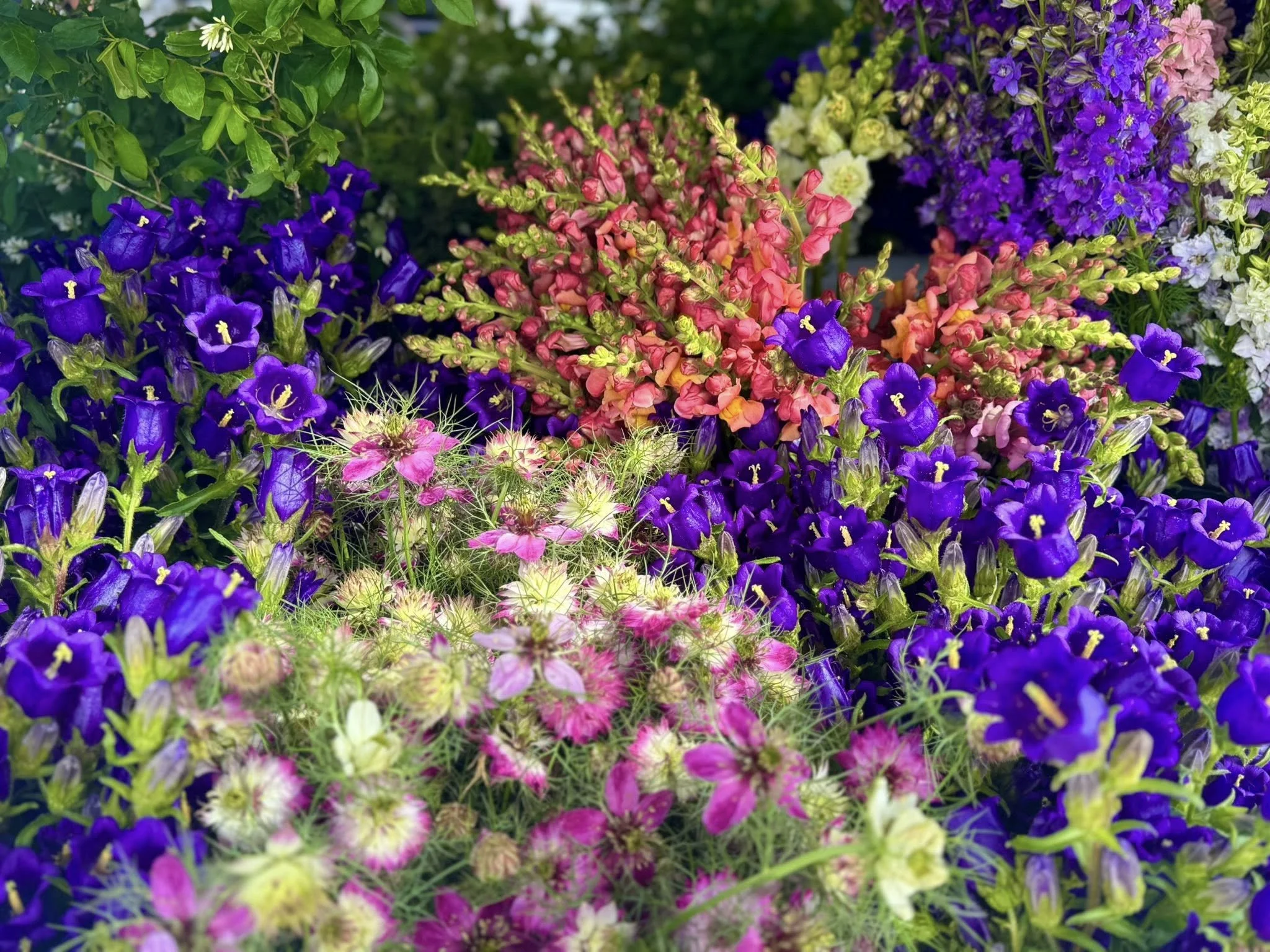 spring flowers.jpg