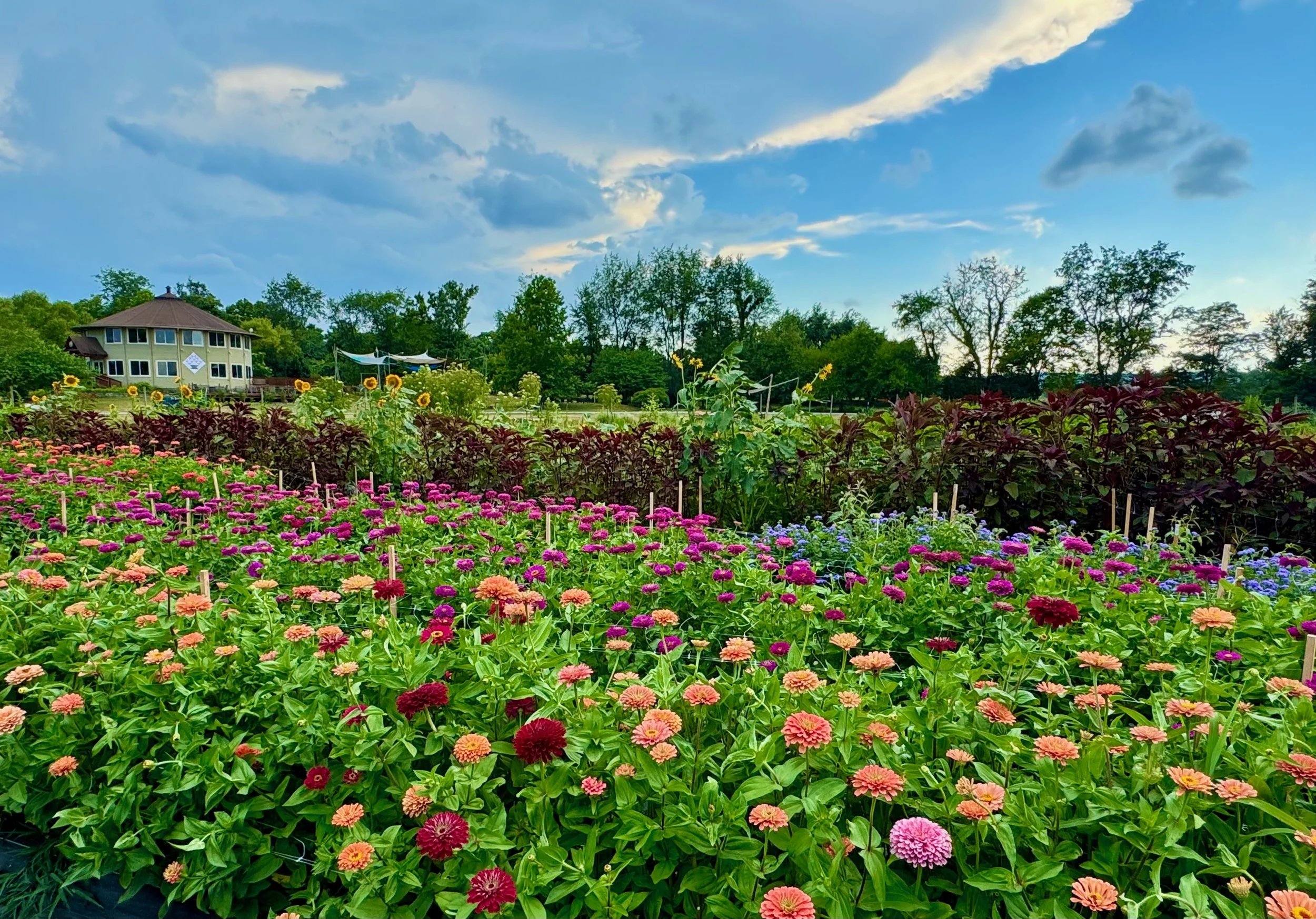 Fabbioli current (1).jpeg