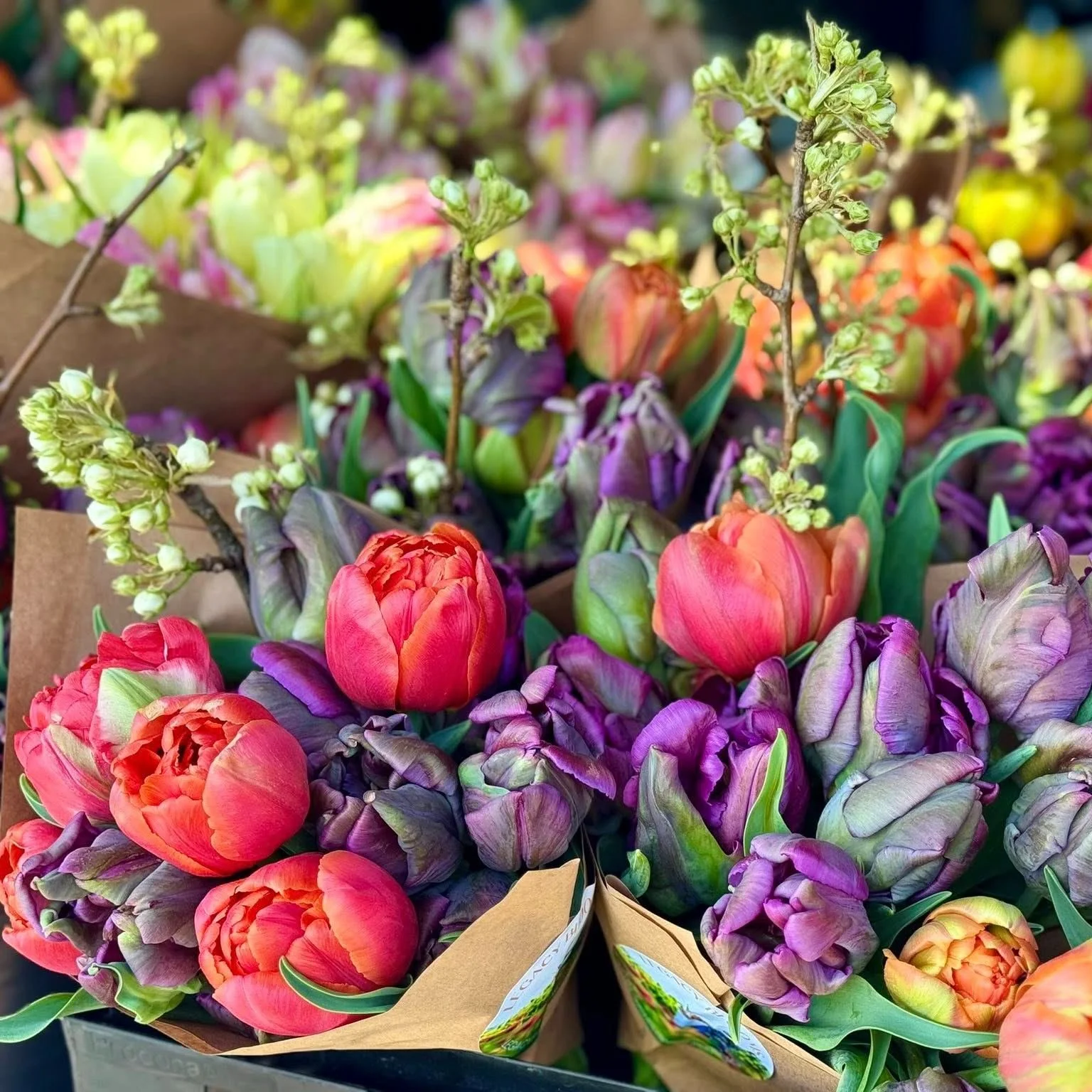 tulip bouquets.jpg