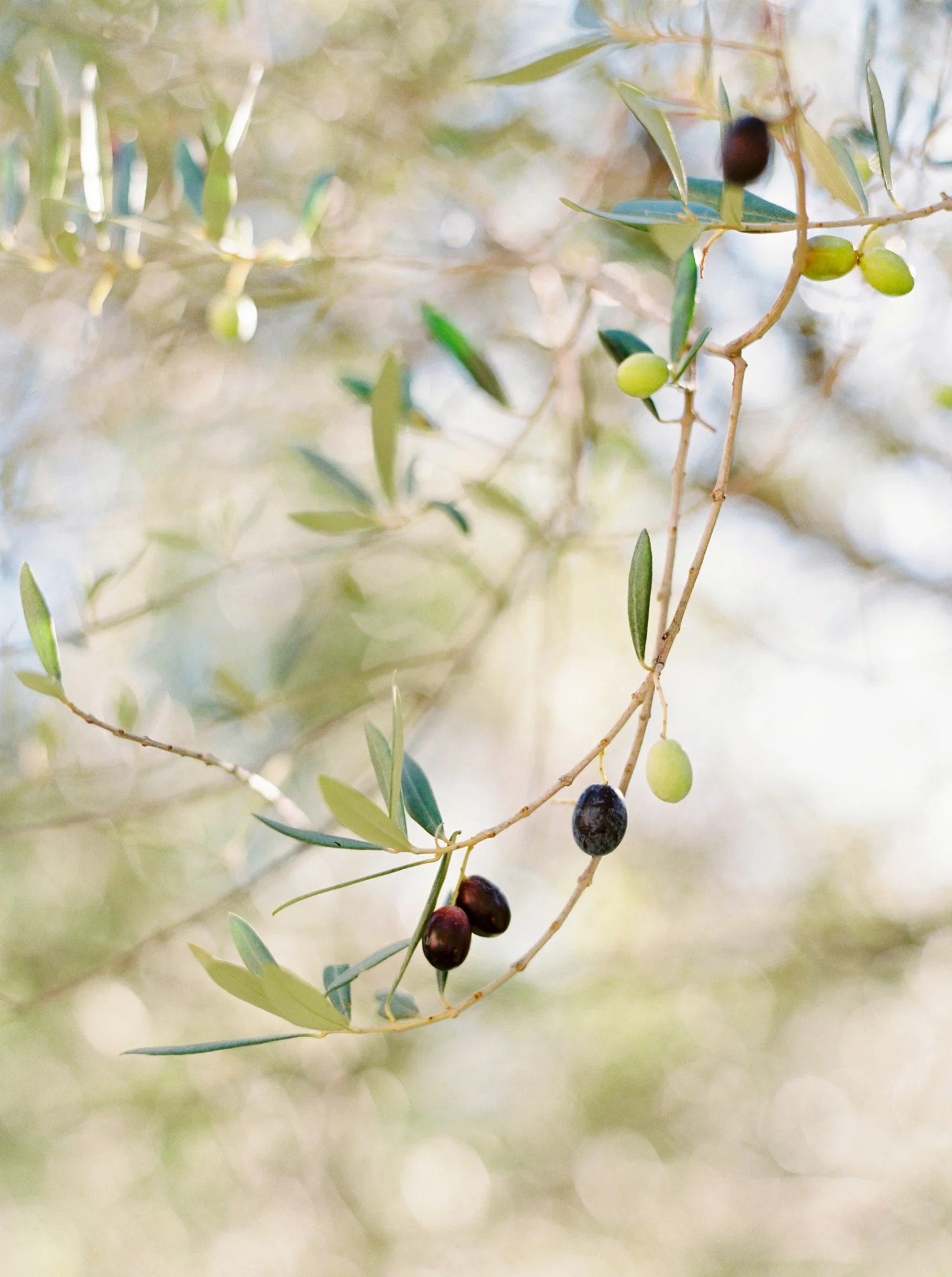 Calgary wedding photographers | fine art film | Justine Milton Photography | amalfi coast | ravello photographers | italy photography | travel photographers