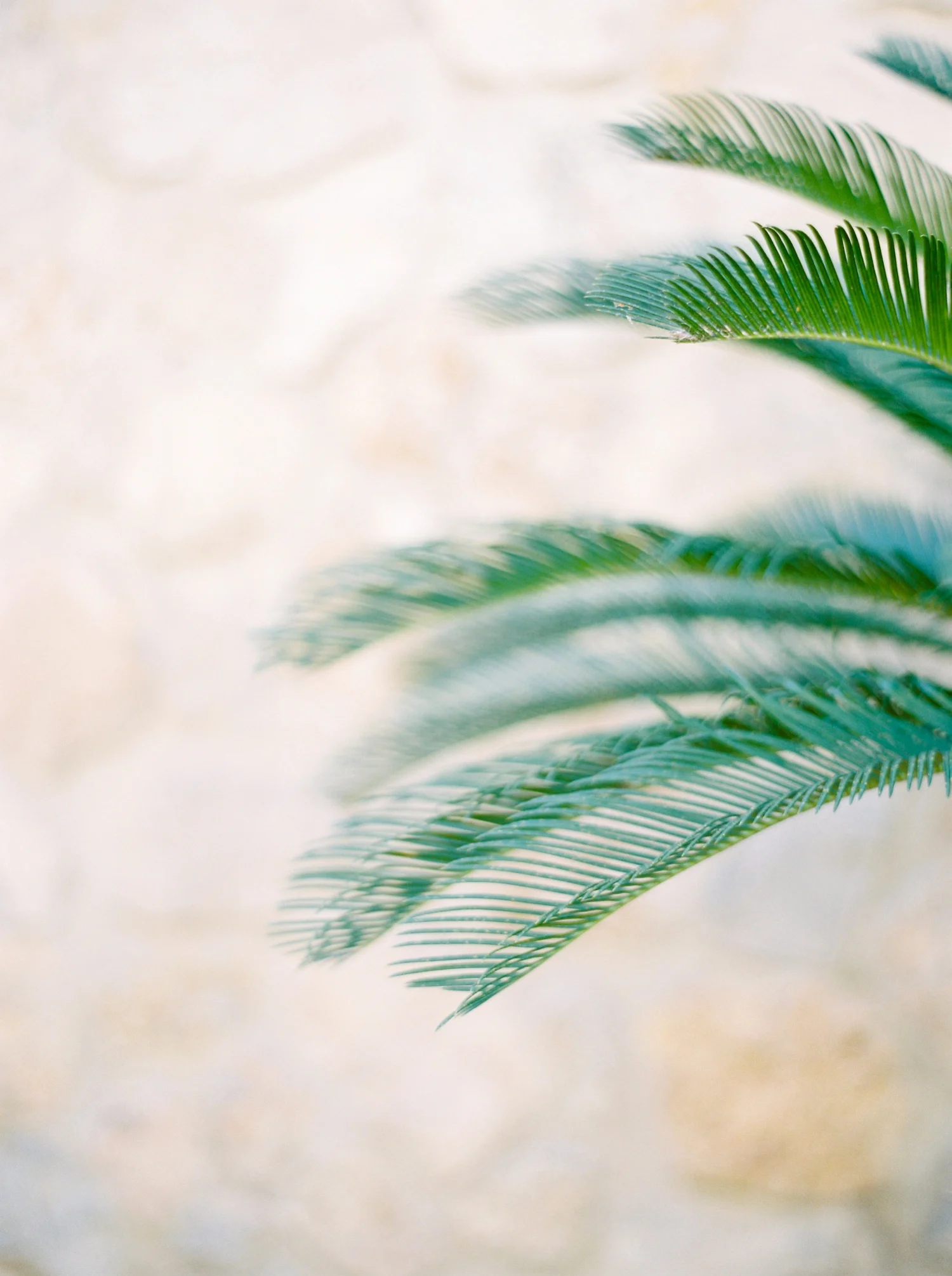 Calgary wedding photographers | fine art film | Justine Milton Photography | amalfi coast | ravello photographers | italy photography | travel photographers
