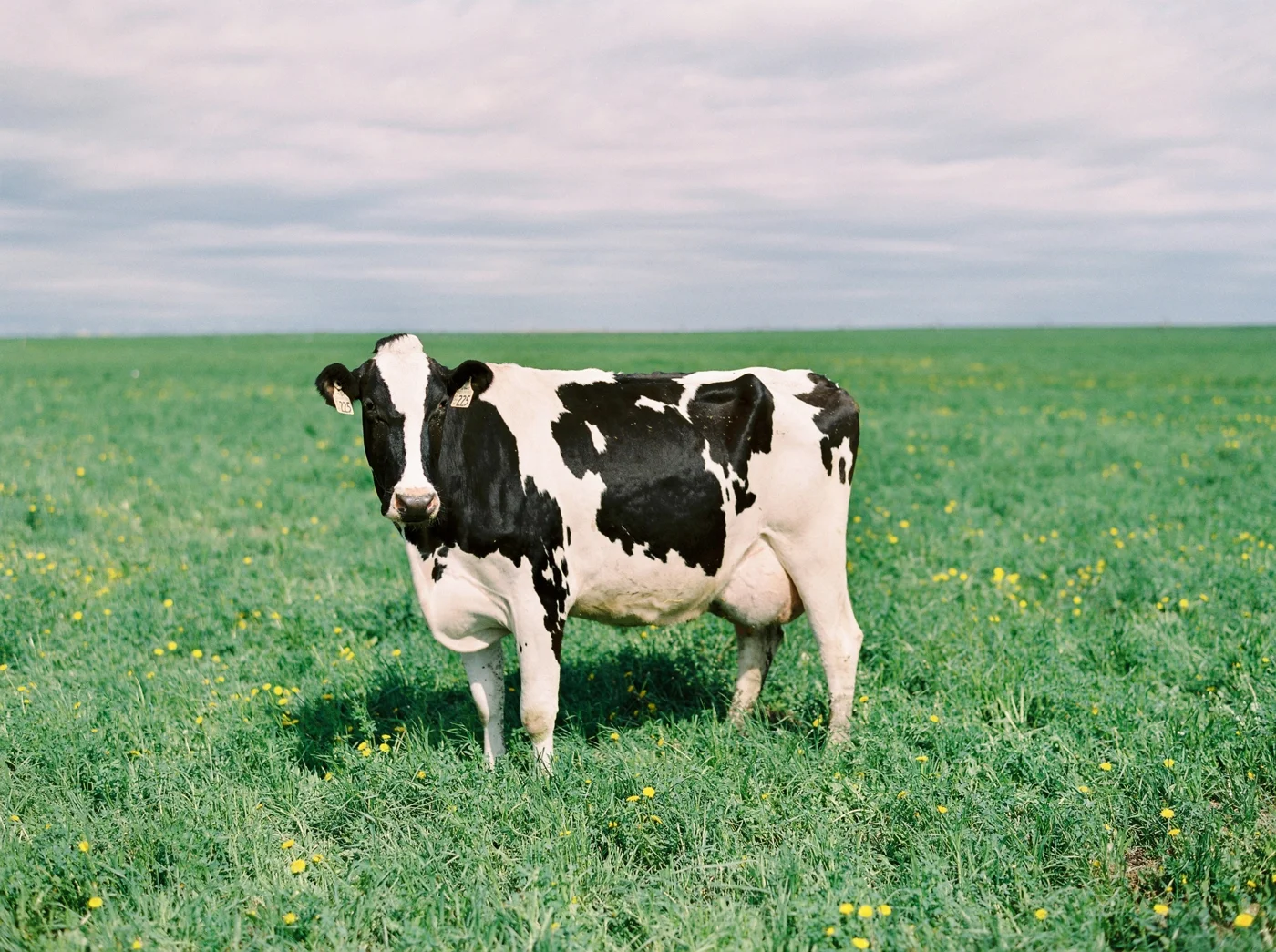 Organic Dairy Farm | Made By Marcus | Cows Calgary Commercial photographer
