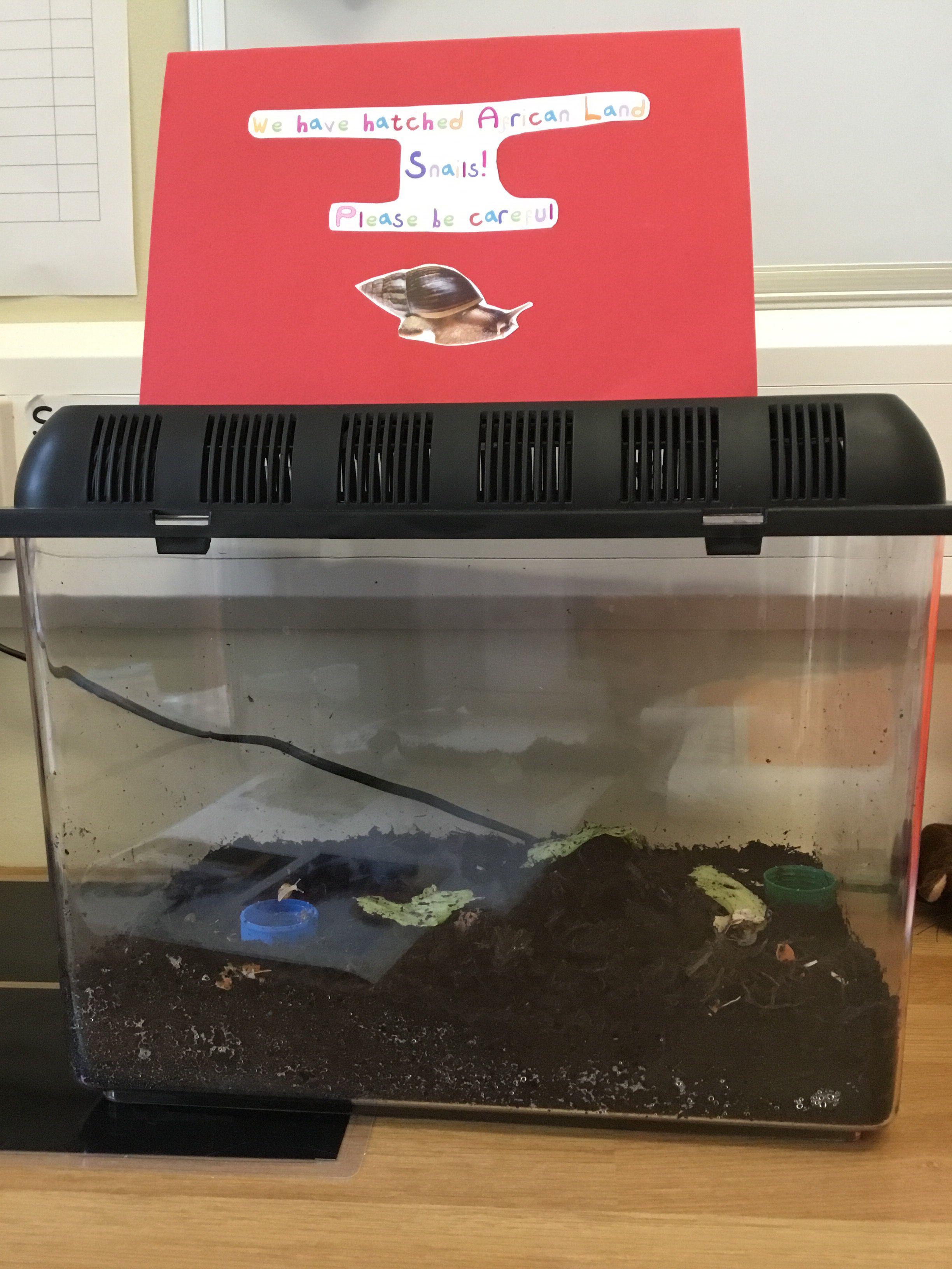 Can you spot the baby snail?