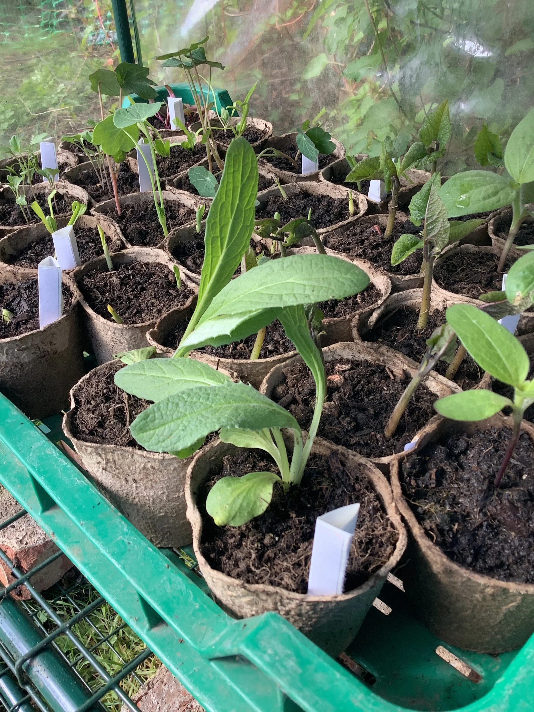 MicrosoftTeams-image (1).png