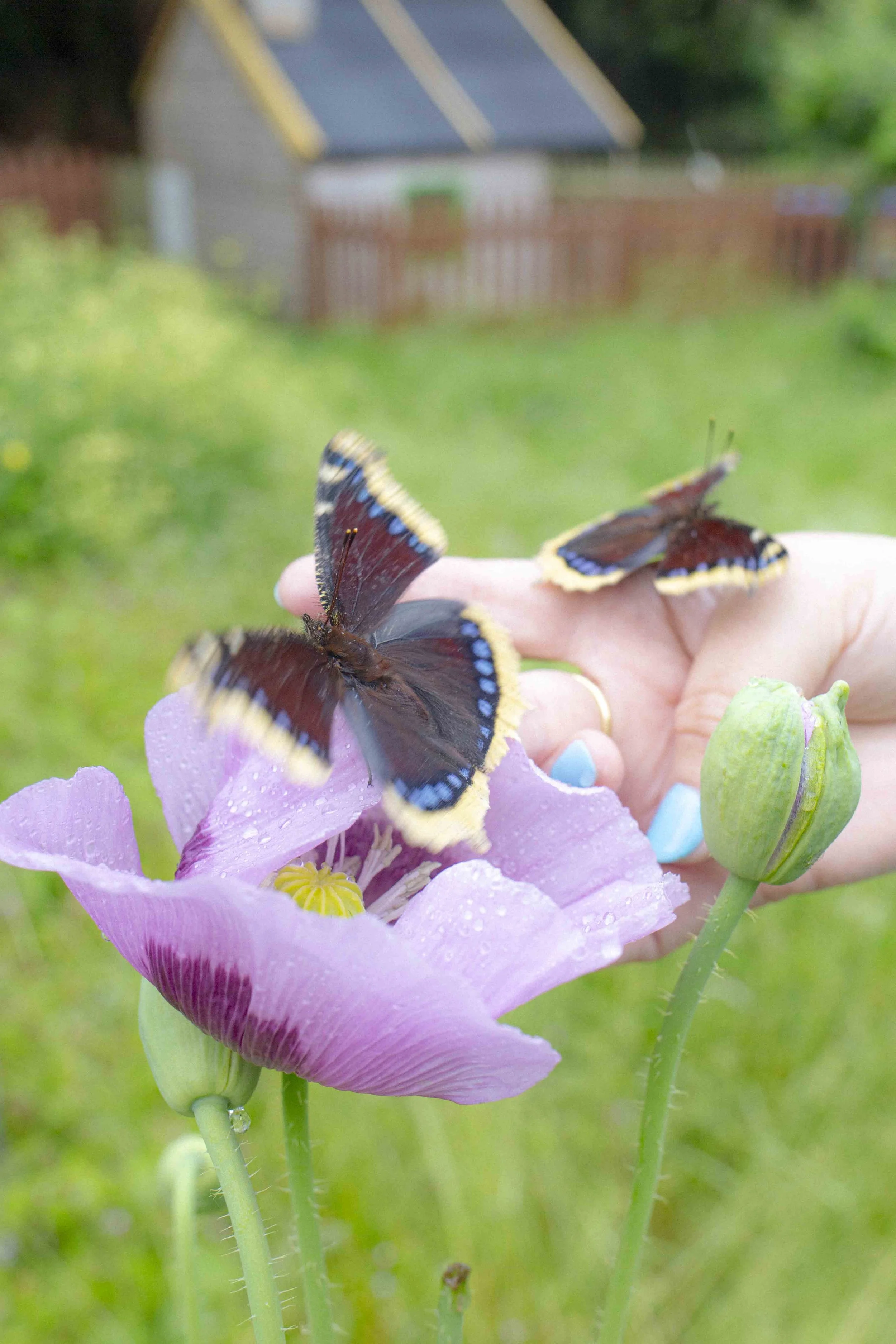Weston Butterflies-15.jpg