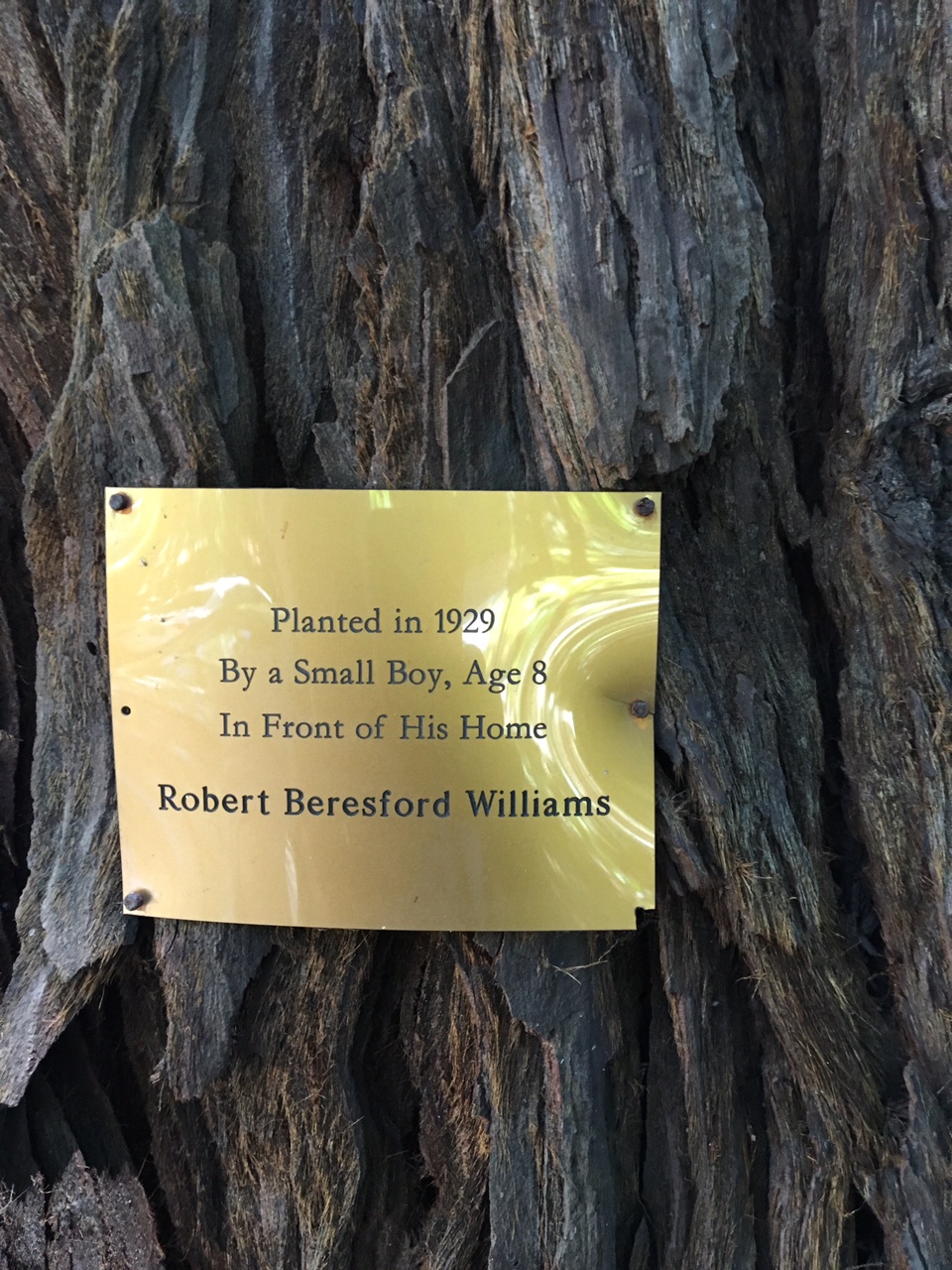 Redwood tree with official city plaque outside Williams’ Sausalito Boulevard home Photo by Larry Clinton