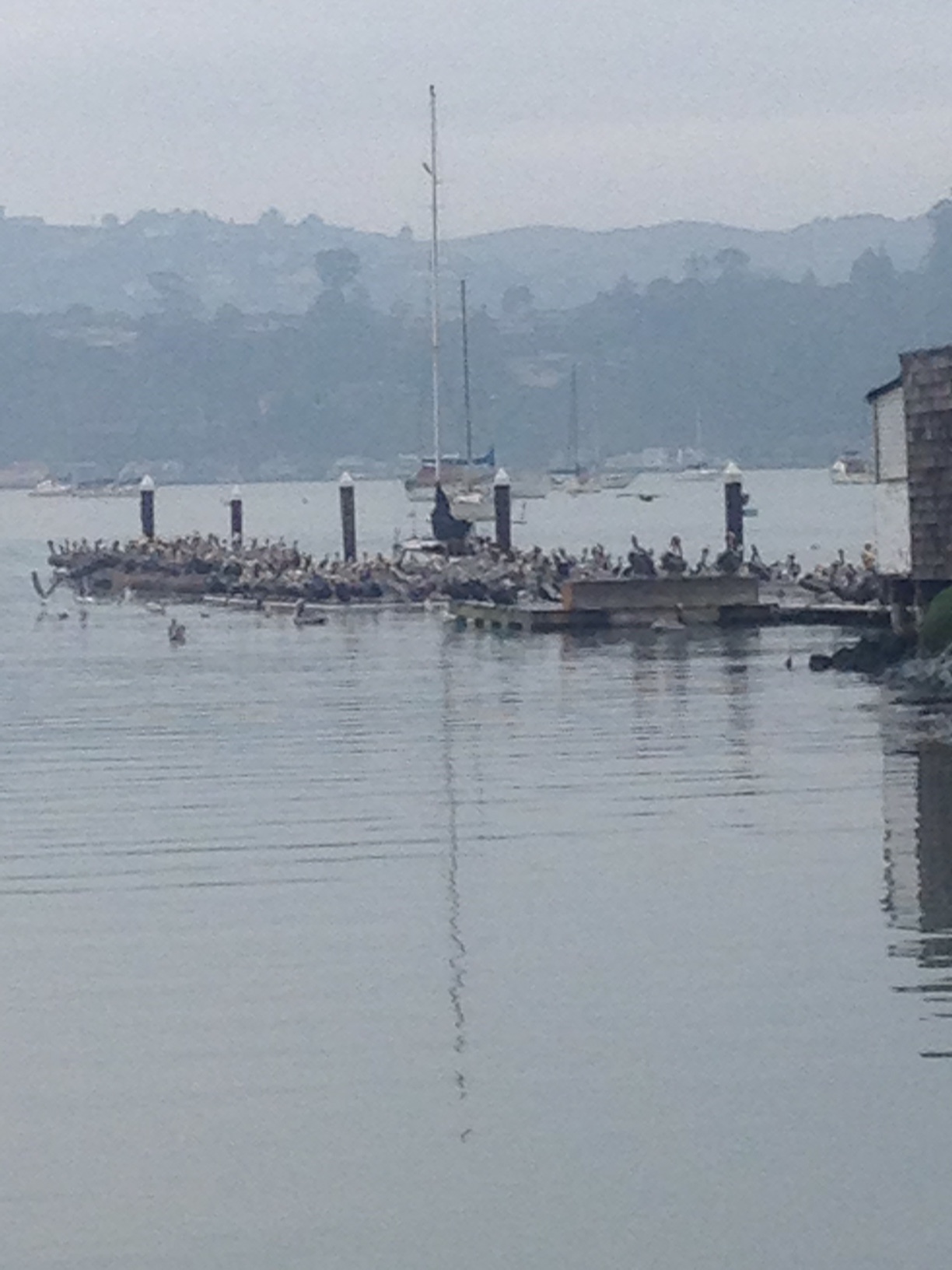 Seabirds flocked to Sausalito waters during last year’s herring run. Photo by Steefenie Wicks