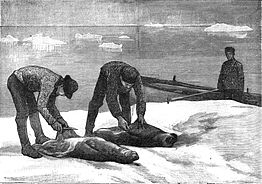 Seal skinning in the 1880s Courtesy photo