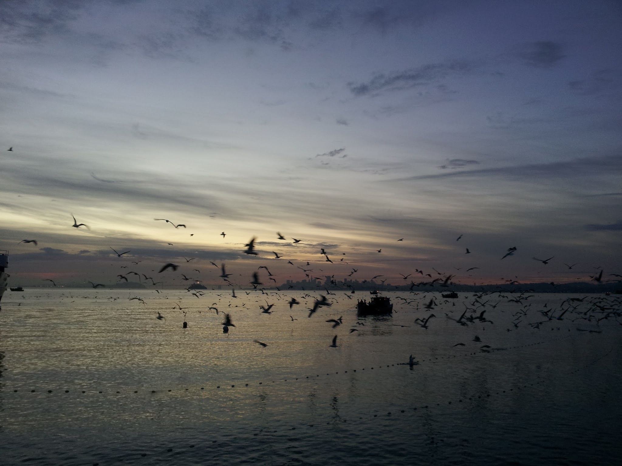 Birds swarm around a herring trawler off Sausalito. Photo by Nora Sawyer