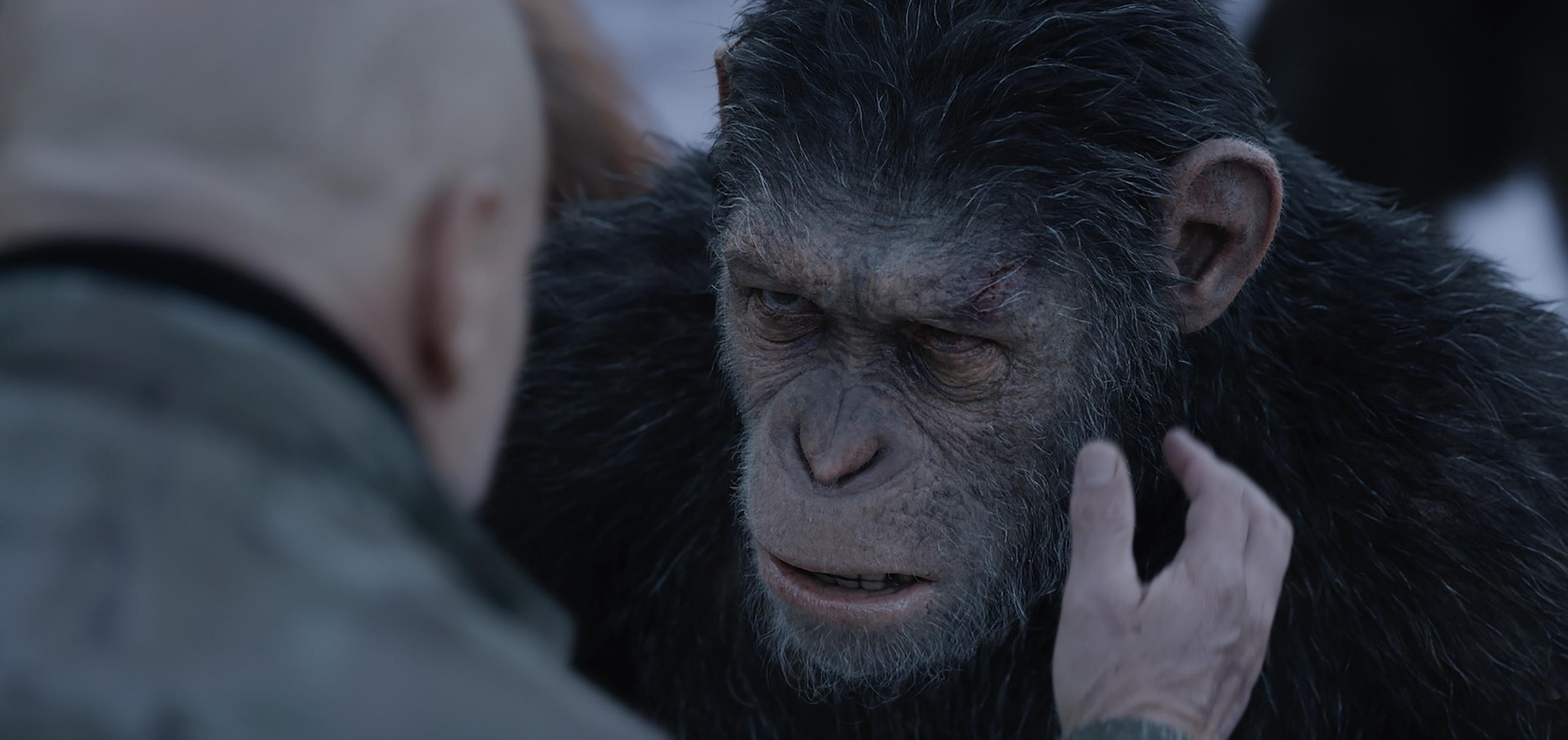 Cesar - War for the Planet of the Apes.jpg