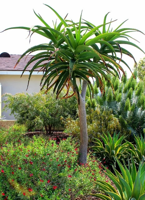 Grass To Garden — The Plant Nerd™