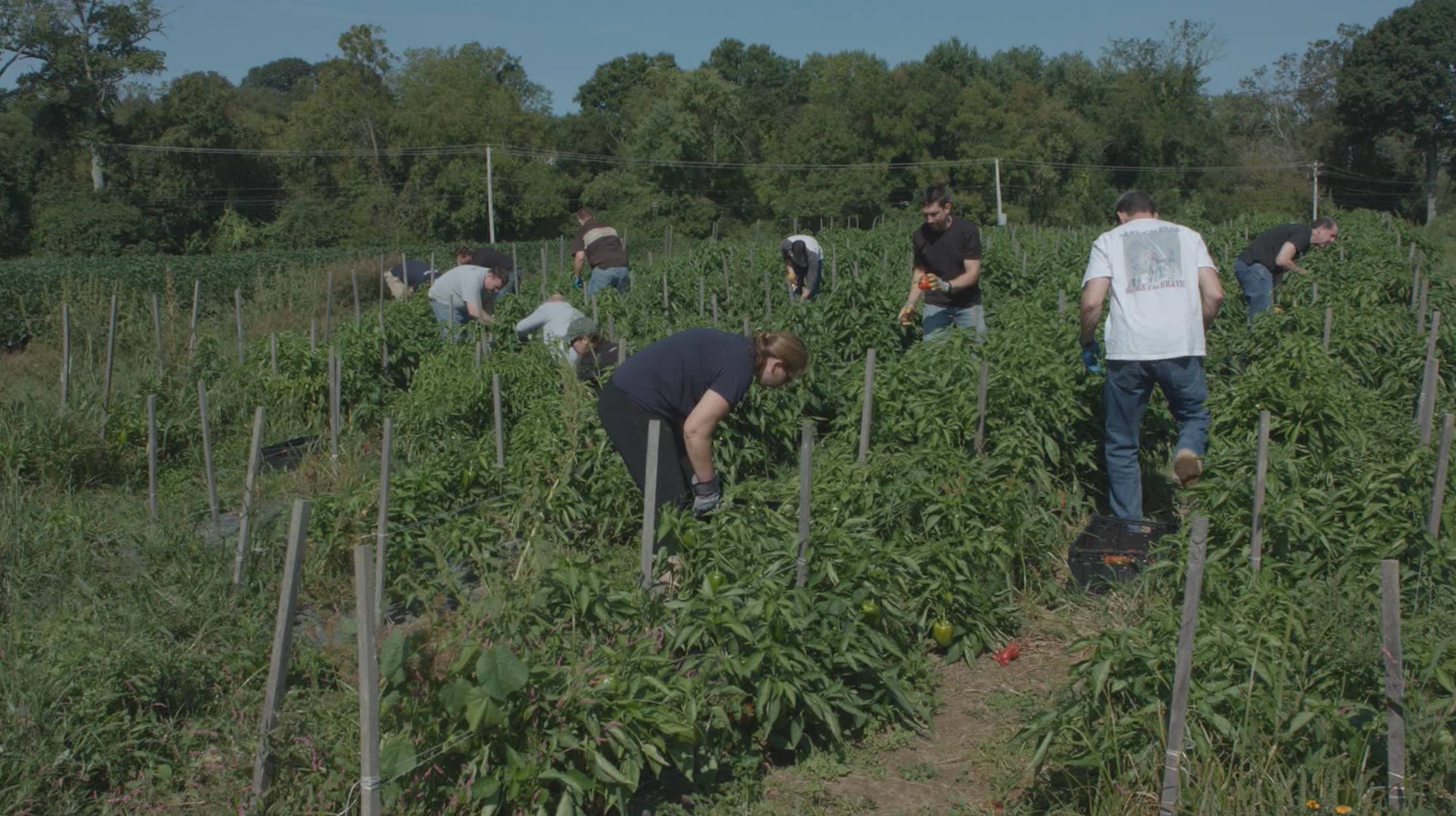 Petes Produce farm