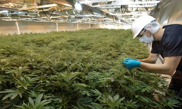 commercial-marijuana-growers-2-06-26.jpg