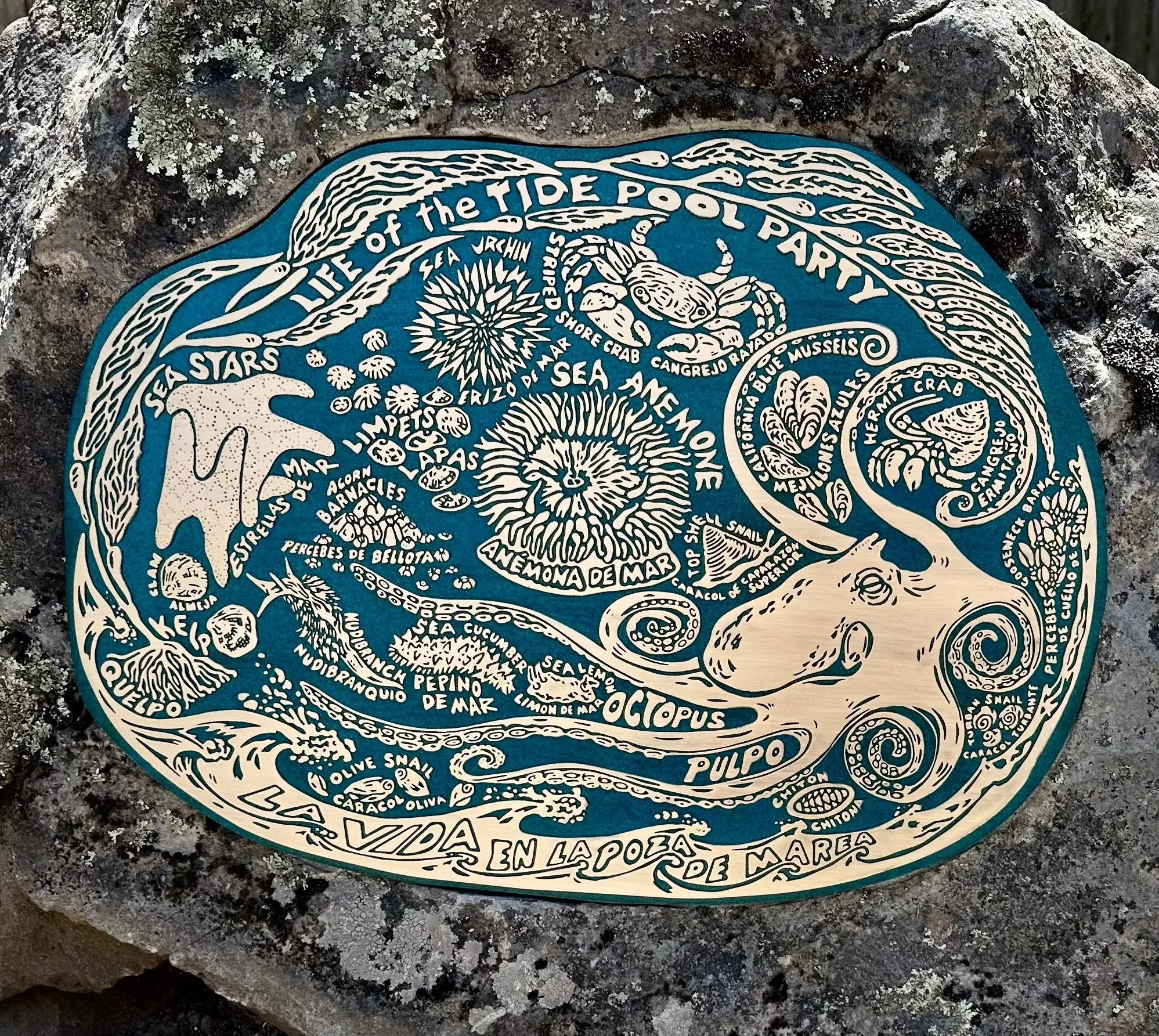 Life of the Tide Pool Party