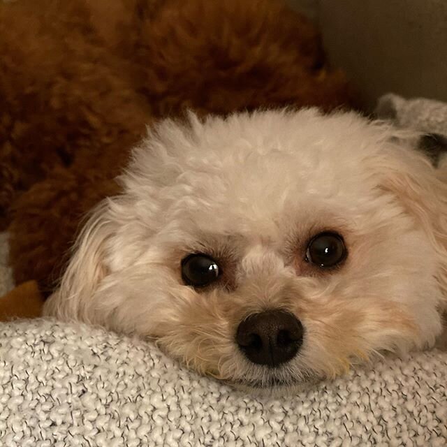 Happy 3rd Birthday to my sweet fuzzy baby!!!!
#BeniBeau #cavapoochon