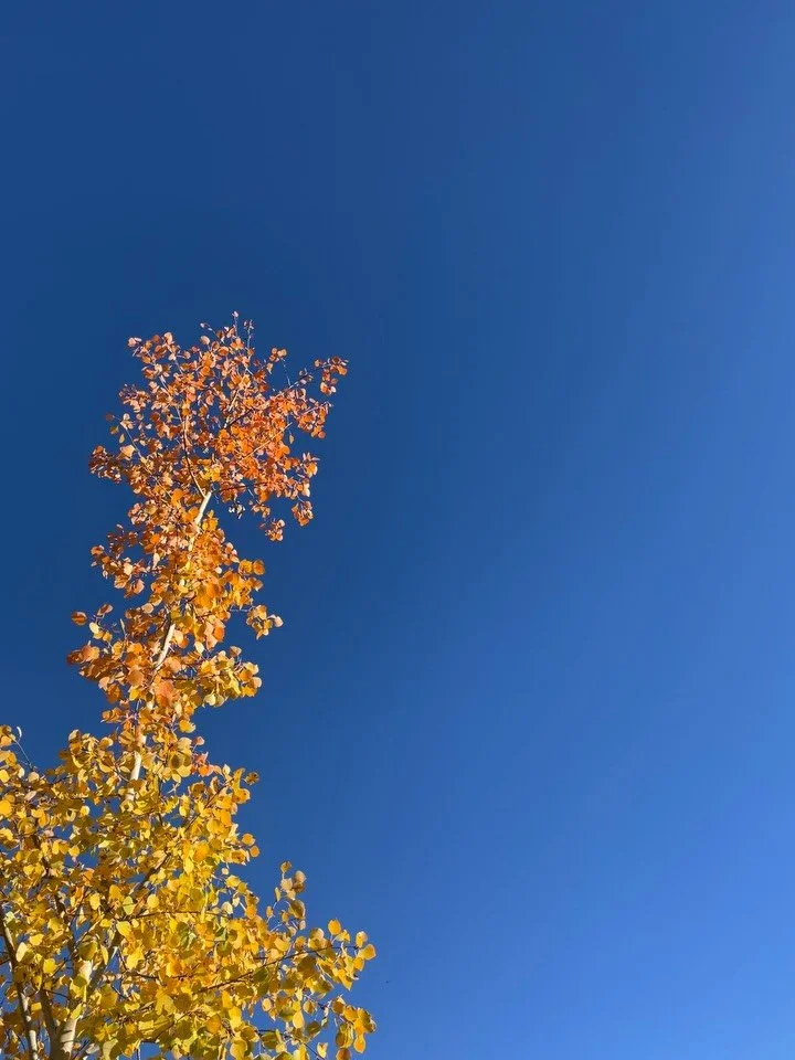 &ldquo;There are no soloists.  All flourishing is mutual.&rdquo; &mdash; Robin Wall Kimmerer, Council of Pecans 🍁