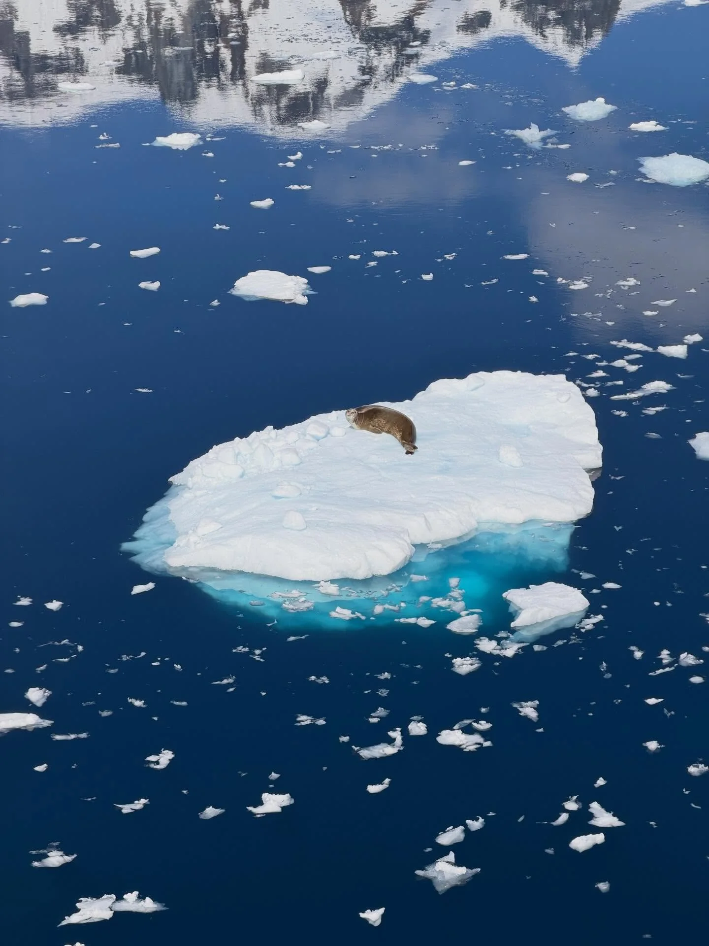 Friendly Weddells! 🦭 &bull;  Lemaire Channel 📍