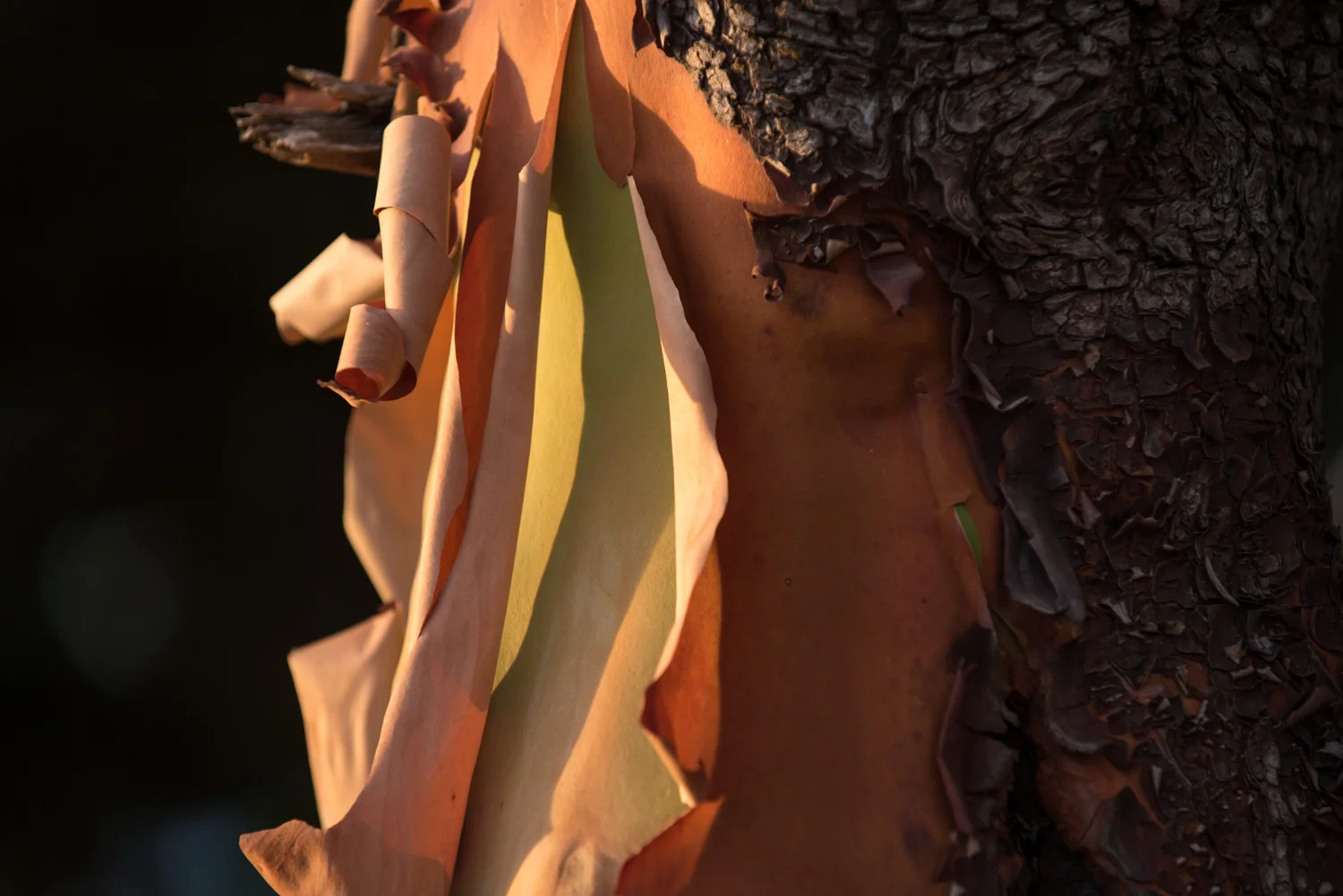 AJO_9273.jpg