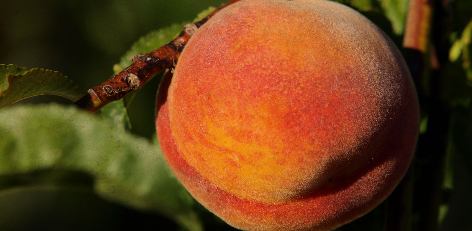 Bear Mountain Orchards Peaches