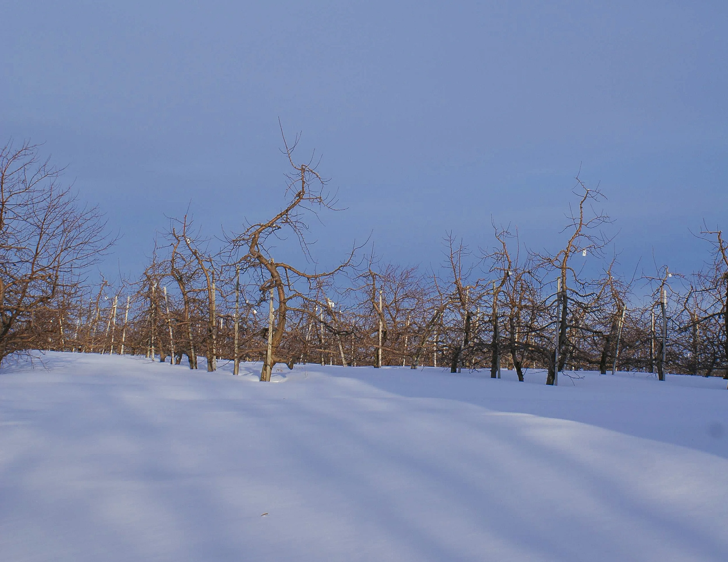 Bear Mountain Orchards - Cold Storage
