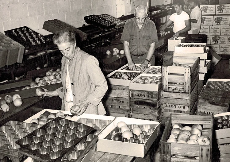Robert and Mary Lott Packing Fruit in the 1960's