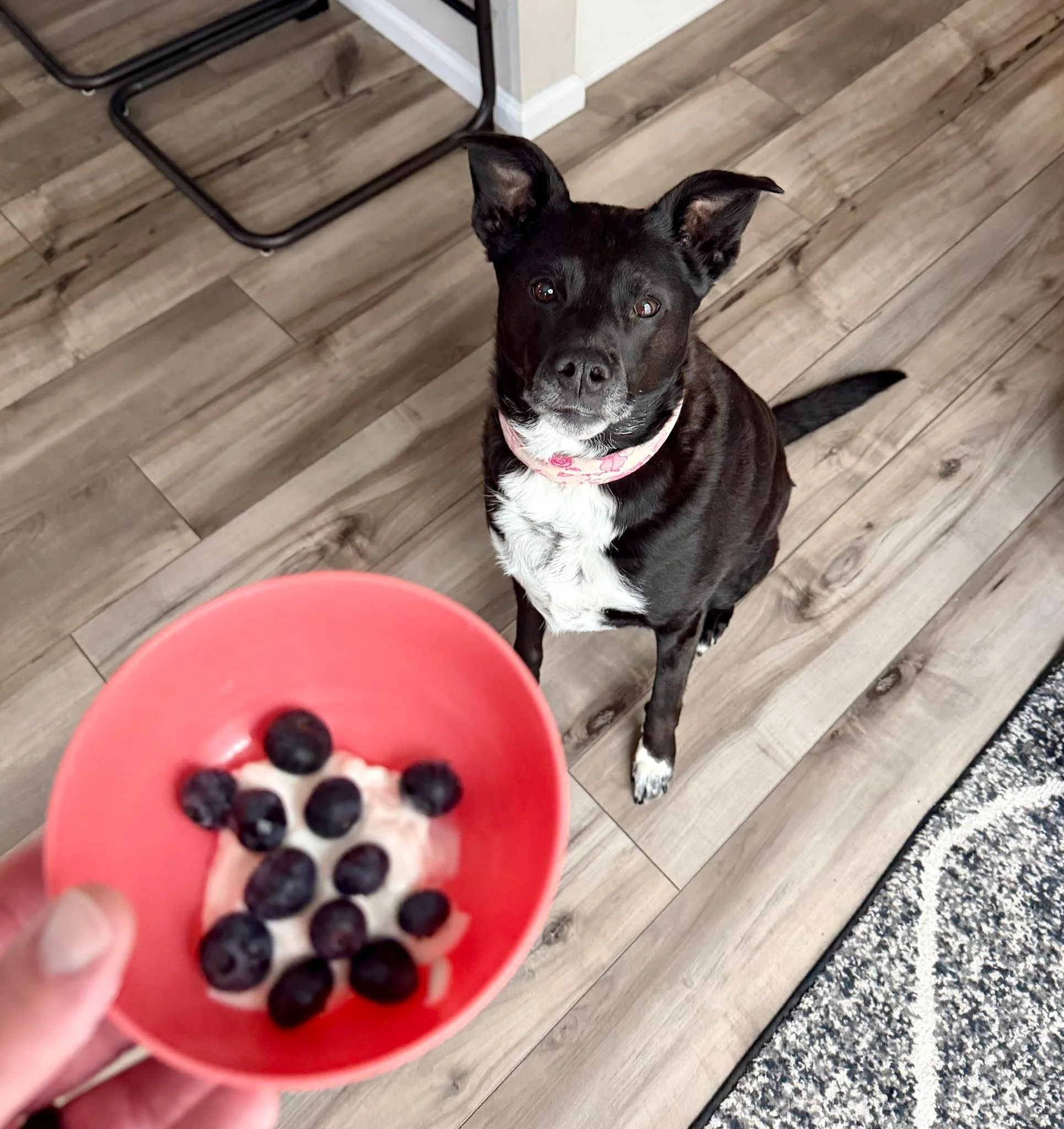 Chloe has a new favorite treat. Greek yogurt and blueberries 🫐. I was having a bowl of the same this morning and she tried some. She really enjoyed it so now she gets her own bowl 🥣