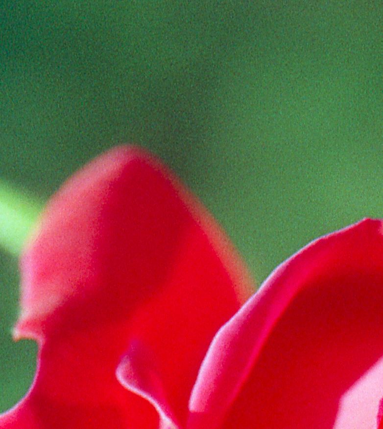 100% Crop - Exposure Index 800