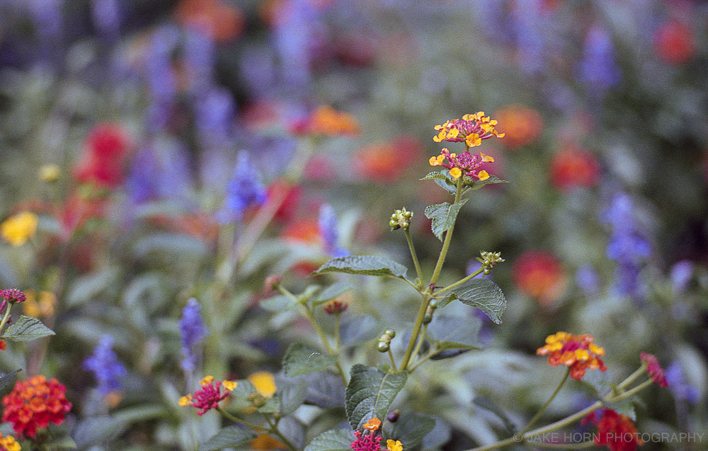 Leica M-A typ127 | 90mm f2.8 Elmarit-M | Portra 400 @ 250ei