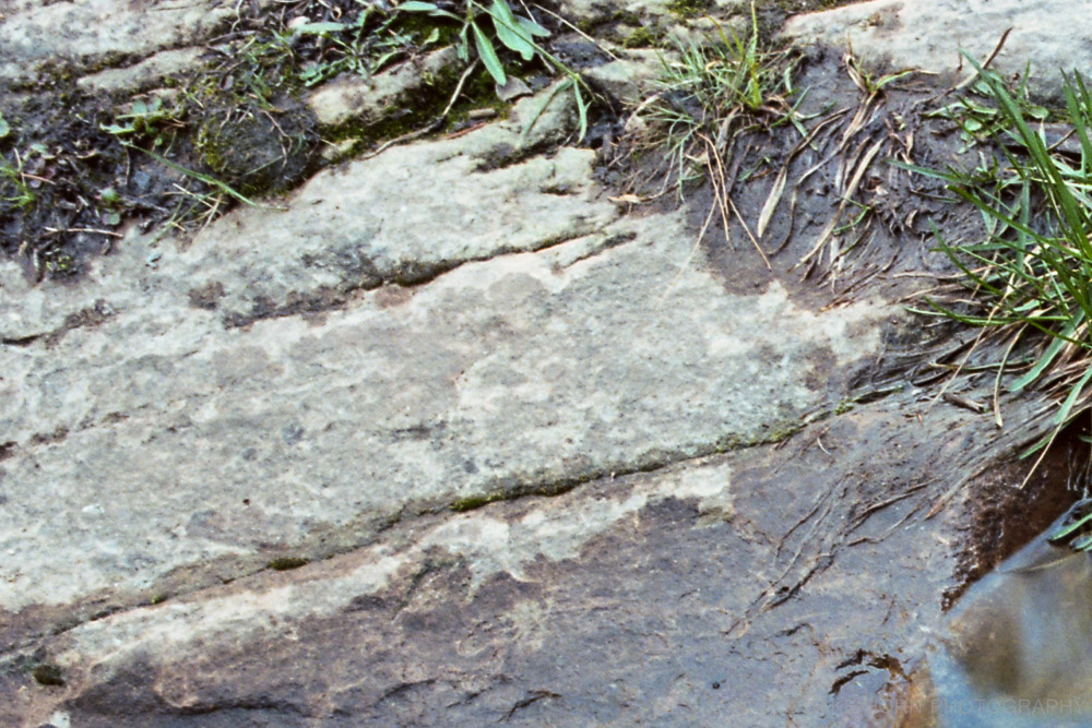 A 100% crop from the image above (top left corner). Scanned with Epson V850