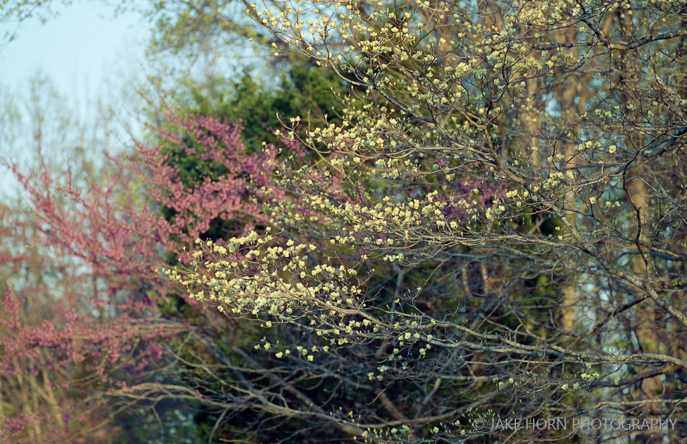 50D showing off its soft pallet