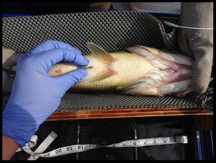Largemouth bass in surgery trough with acoustic tag in hand