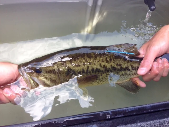 Example of a tagged fish .