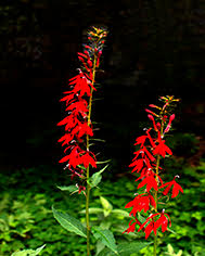 Cardinal-flowers-by-the-river.jpg