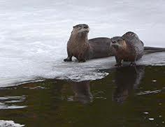 Ottering-about-on-the-Salmon-River.jpg