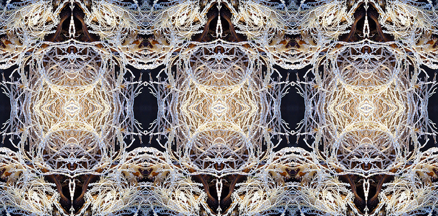 Sea Lace